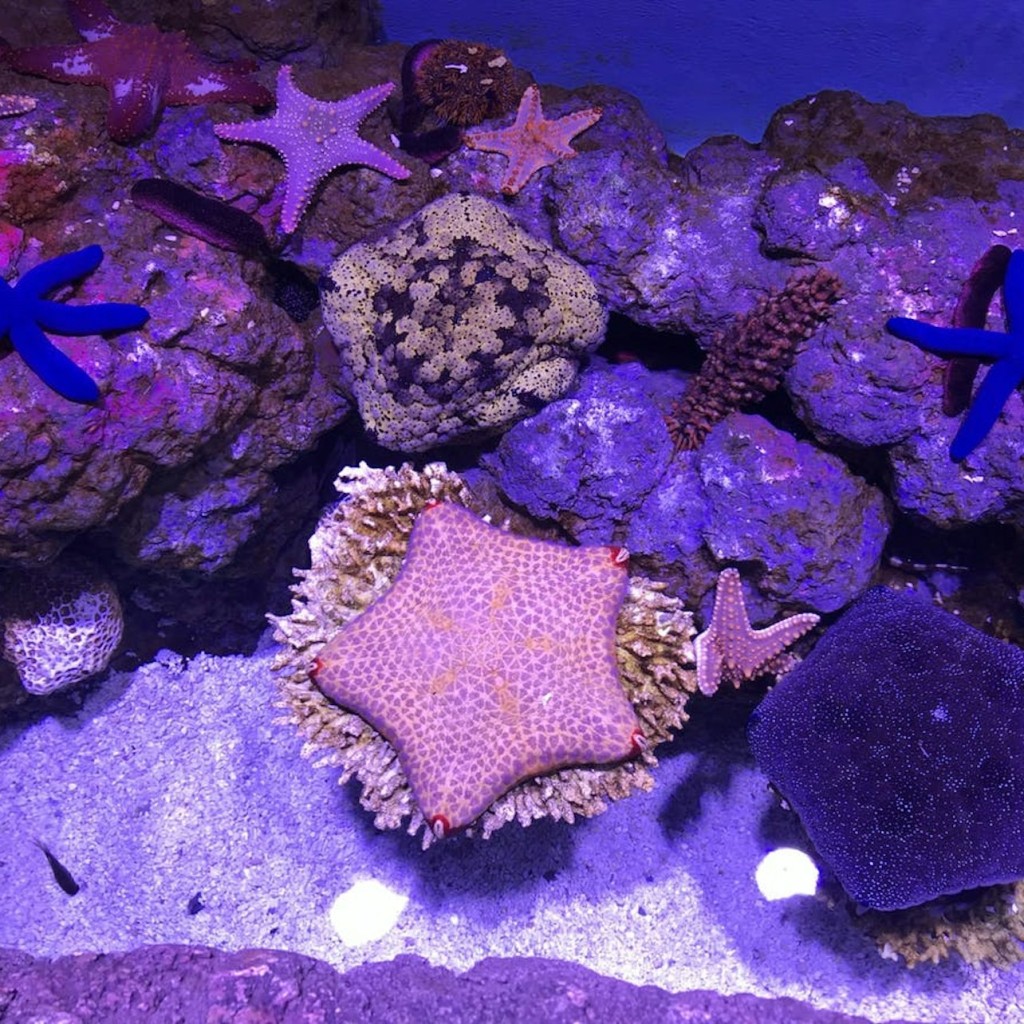 ケアンズ水族館でのマリンライフ・エンカウンター