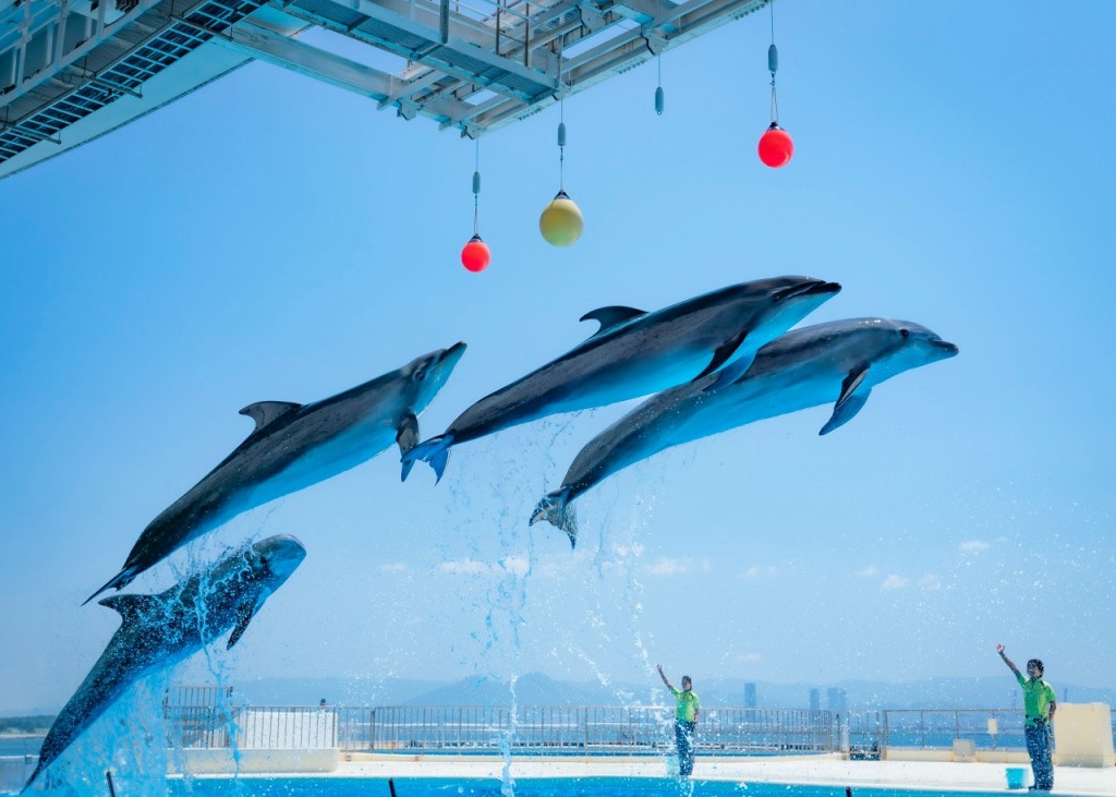 Marine World Uminonakamichi (Marine World Uminonakamichi - Admission)