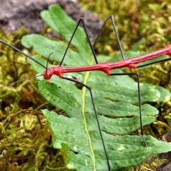 Micropolis - The City of Insects