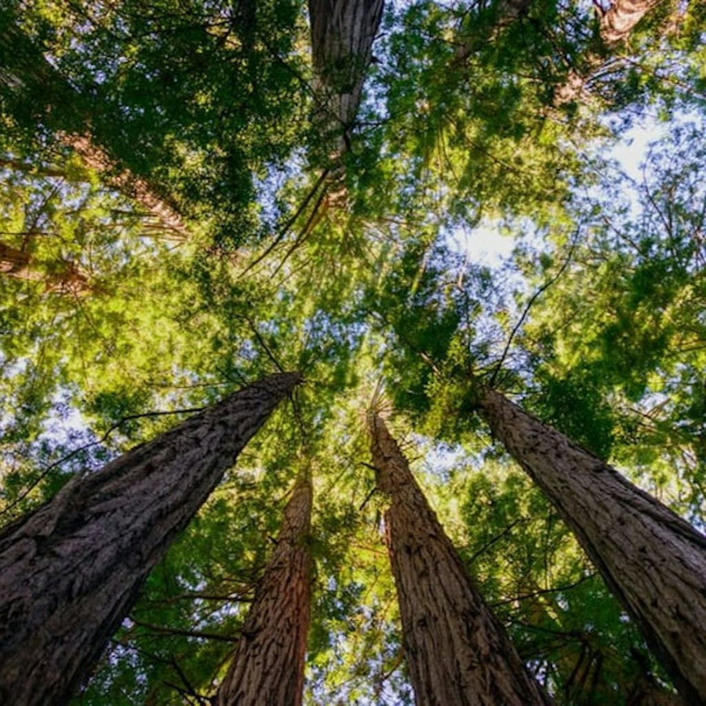 Muir Woods und Sausalito: Small-Group Tour