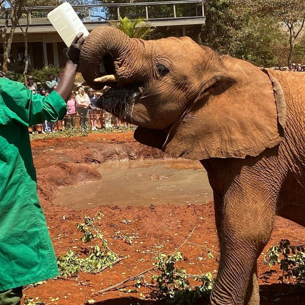 Nairobi: Orfanato de Elefantes, Centro de Jirafas + Excursión de un día a la Fábrica de Abalorios Kazuri