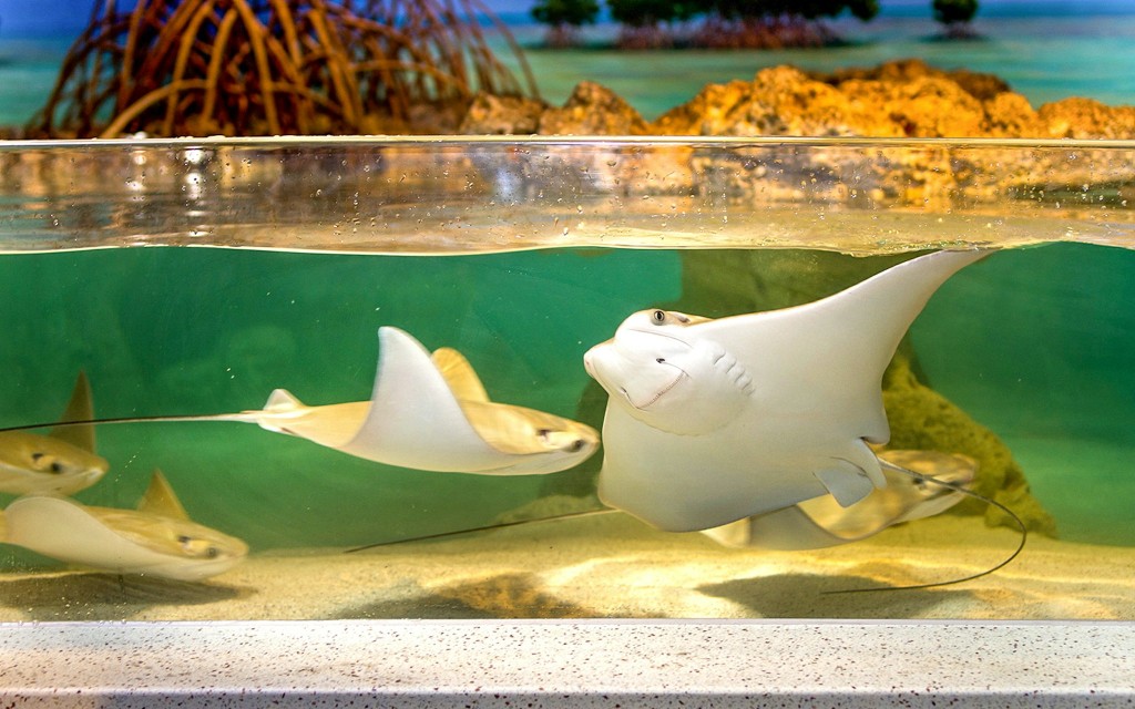 New England Aquarium Tickets (New England Aquarium Ticket)