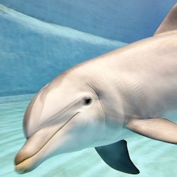 Oceanogràfic & Science Museum: Entry Ticket