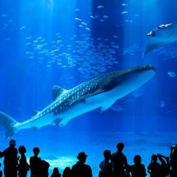 Okinawa Churaumi Aquarium: Entry Ticket