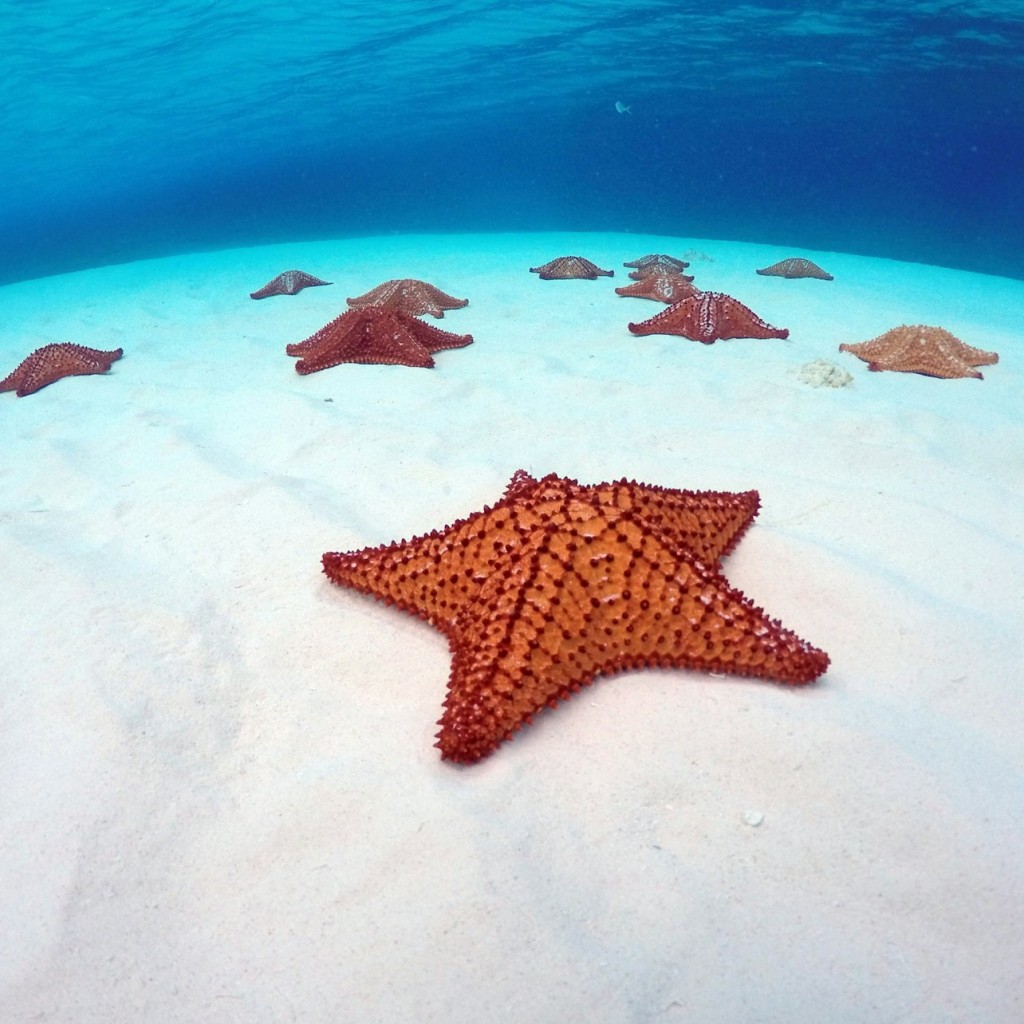 Palancar Reef & El Cielo Bay : Excursion de plongée en apnée depuis Cozumel + Déjeuner Buffet