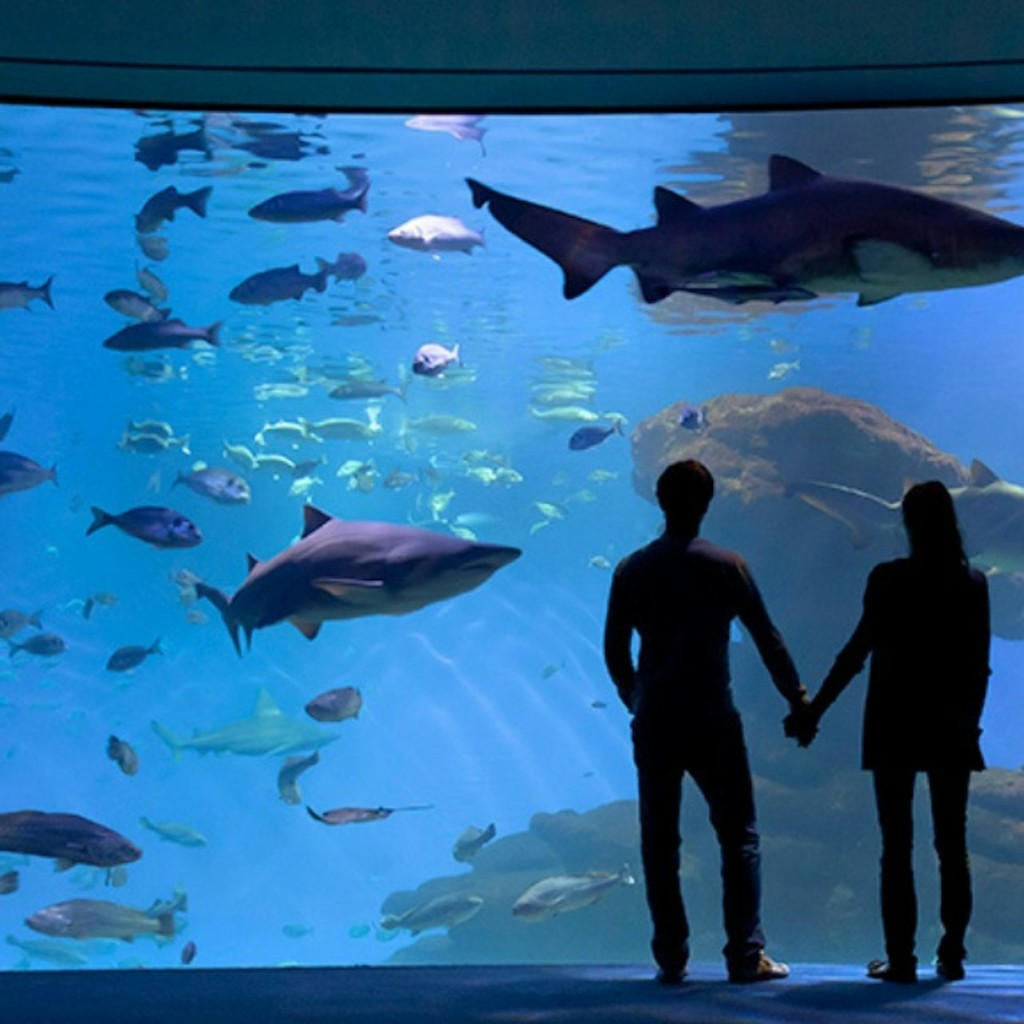 Palma Aquarium: Tiquet sense cues + Opcional 3D Cinema Aquadome - Entrance