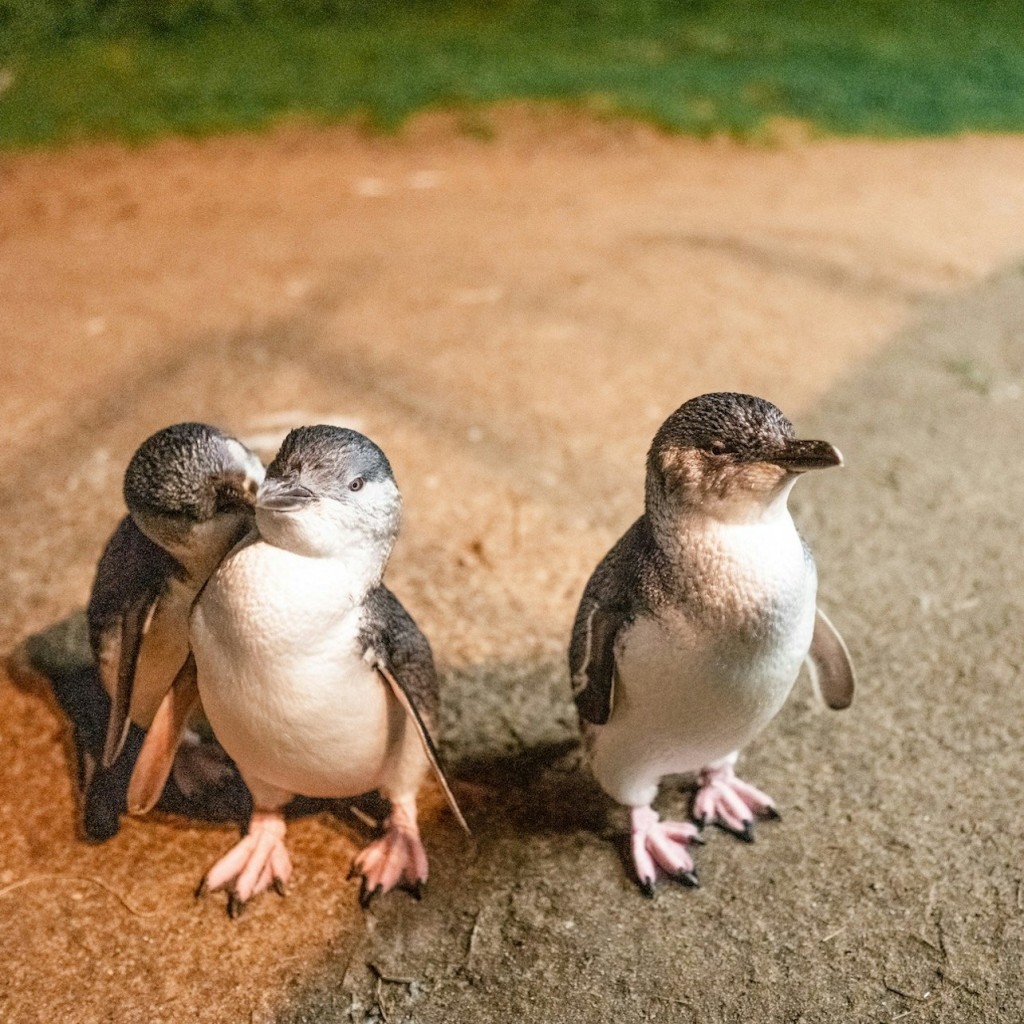 Phillip Island: visita guiada des de Melbourne + vi, dinar i desfilada de pingüins