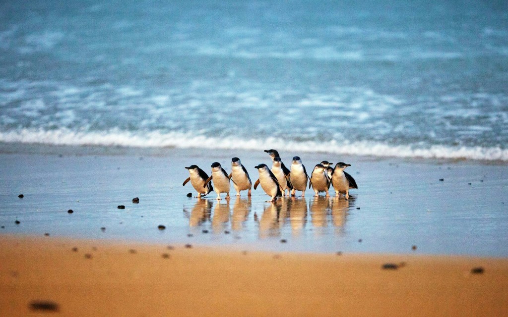 Biglietti per la parata dei pinguini a Phillip Island (Penguins Express Afternoon Day Tour from Melbourne)