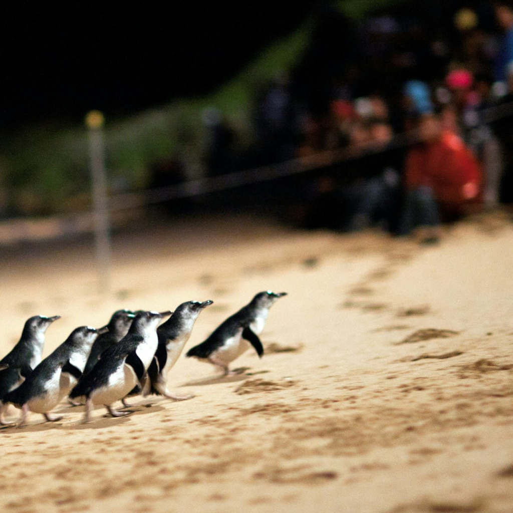 Phillip Island Penguins Express Tour ab Melbourne