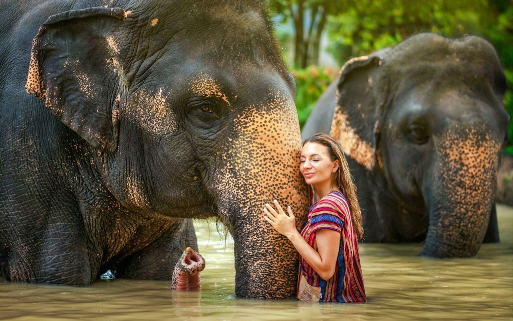 Elefanten füttern und duschen mit Schlammbad im Elephant Jungle Sanctuary auf Phuket: Geführte Touren mit optionalen Transfers (Feed an Elephant )