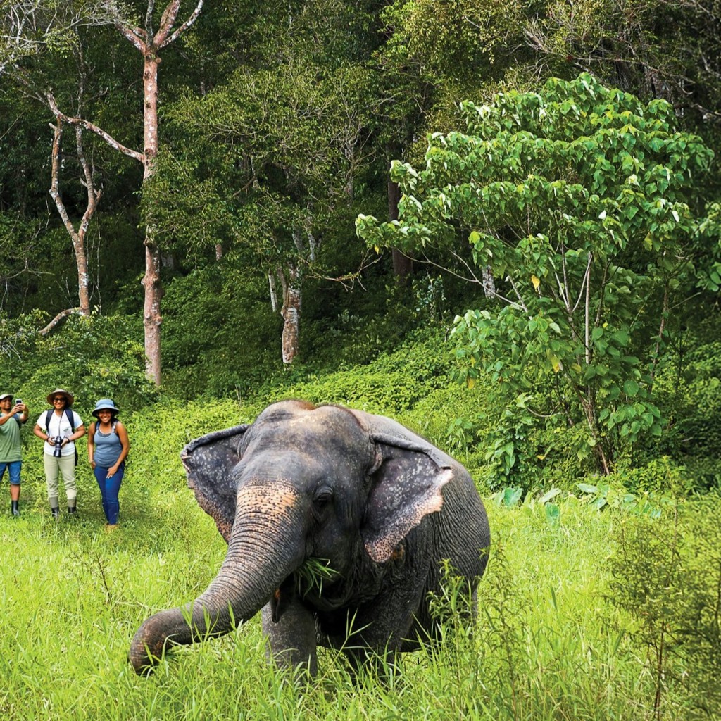 Santuari d'elefants de Phuket: programa de mig dia amb àpat vegetarià - No transfer included