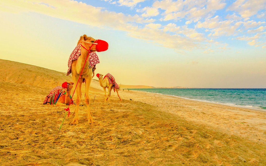 Premium Doha Desert Safari with Dune Bashing, Sandboarding, Camel Ride, Quad Biking & Inland Sea (Private Car All Inclusive Half Day Desert Safari (Hotel Pickup))