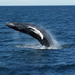 Reykjavik: Guided Whale Watching Tour