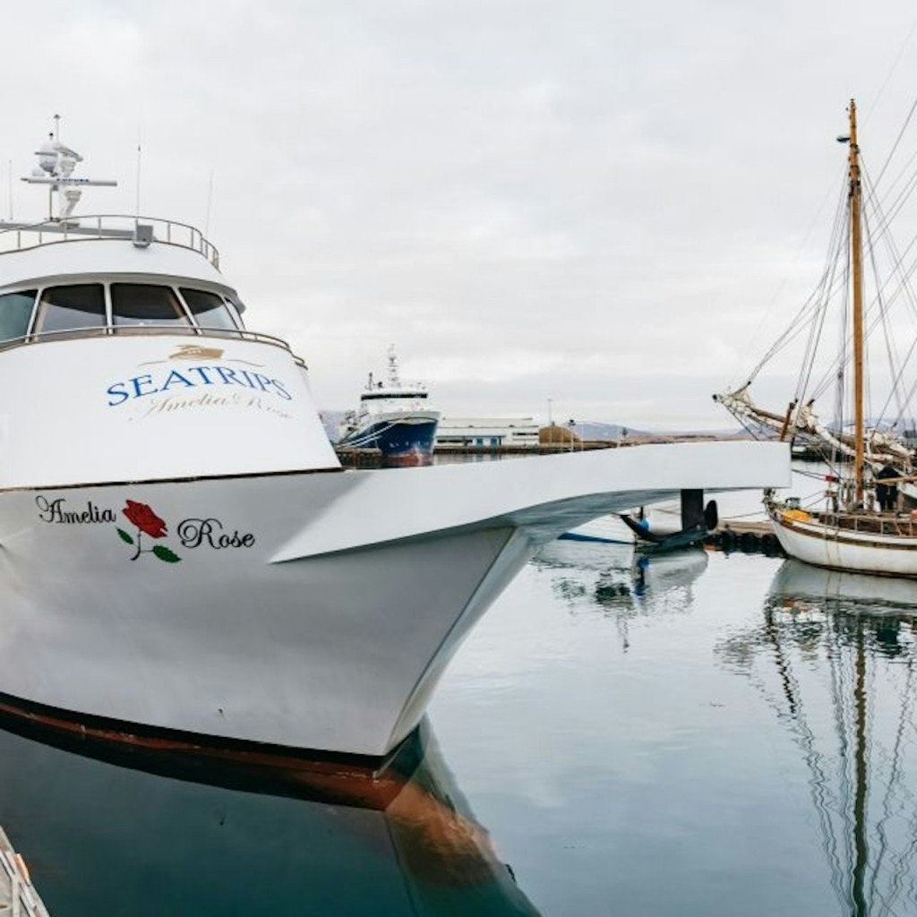 Reykjavík: Luxus-Yacht-Walbeobachtungstour