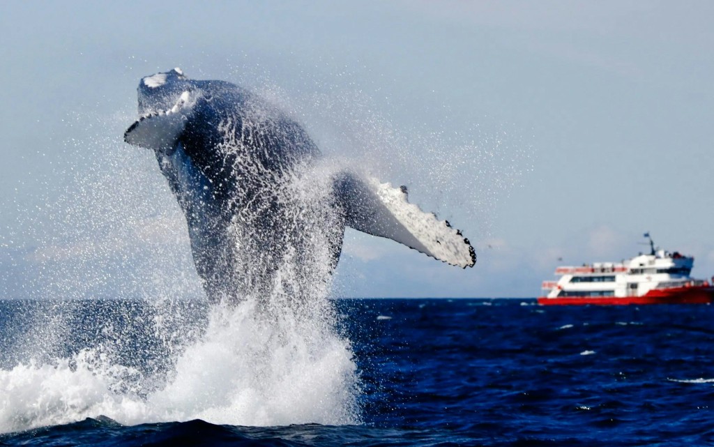 Reykjavik: Die originelle 3-stündige Walbeobachtungstour (Reykjavik: The Original 3-Hour Whale Watching Tour)