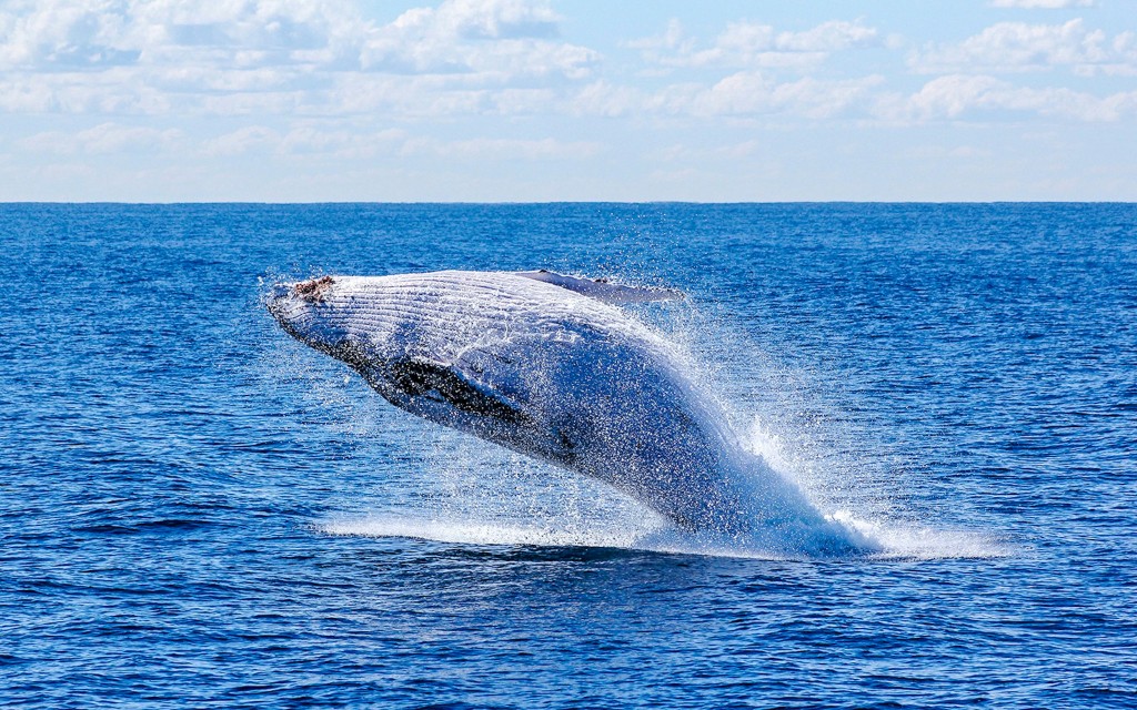 Reykjavík: Walbeobachtung auf einer Luxusjacht (Reykjavik: whale watching on luxury yacht)