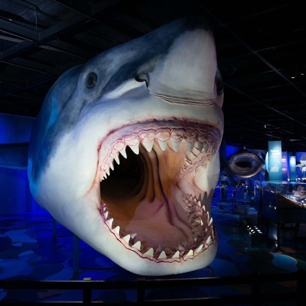 Royal Ontario Museum Sonderausstellung: Haie