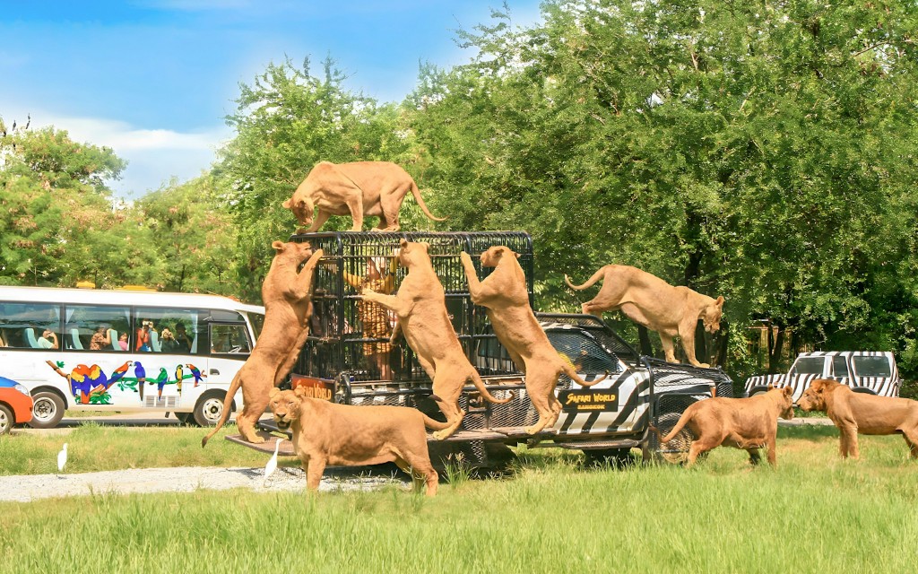 Safari World + Marine Park Tickets mit Mittagessen und optionalen Transfers
(Safari Park + Marine Park + Shared Transfers)