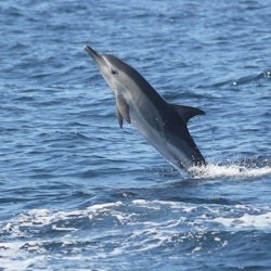 Sagres: Guided Dolphin Watching Tour