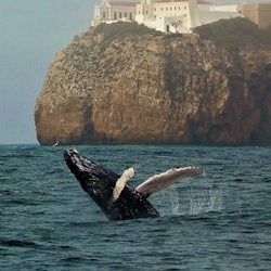 Sagres: Guided Wildlife Adventure Tour
