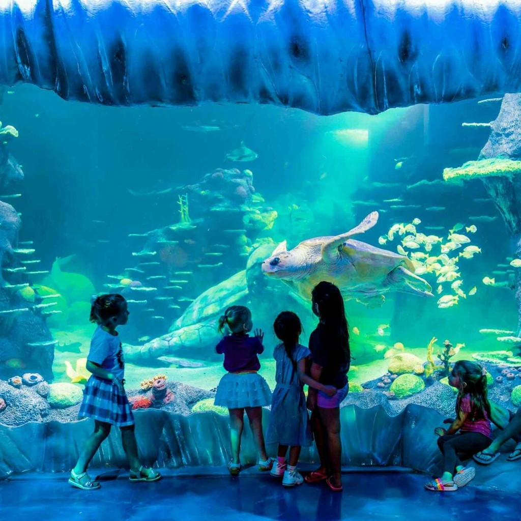 SEA LIFE Sydney Aquarium: bilet wstępu - Afternoon