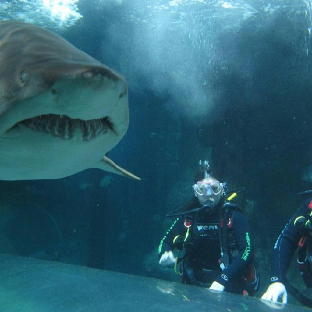 SEA LIFE Sydney Aquarium: Hai-Tauchgang Xtreme