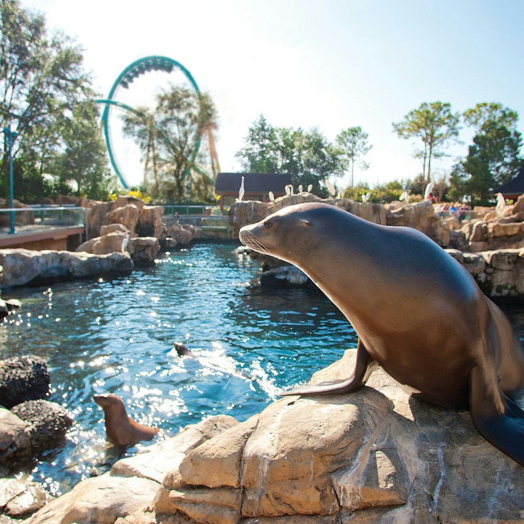 SeaWorld Orlando: tiquet d'entrada + oferta de menjar durant tot el dia opcional