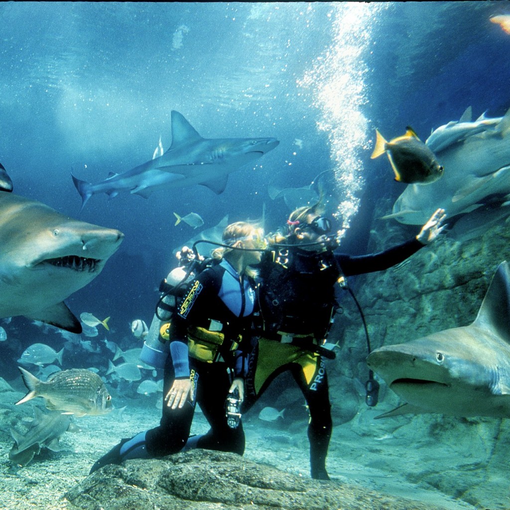 Shark Dive Xtreme a Sea Life Melbourne