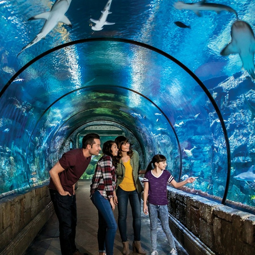 マンダレー湾のシャークリーフ水族館: 入場券