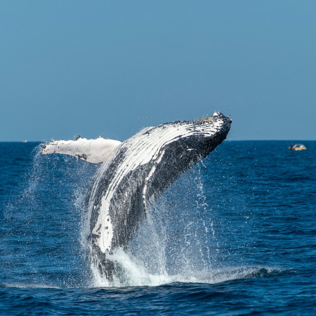Sydney: creuer d'aventura per observar balenes