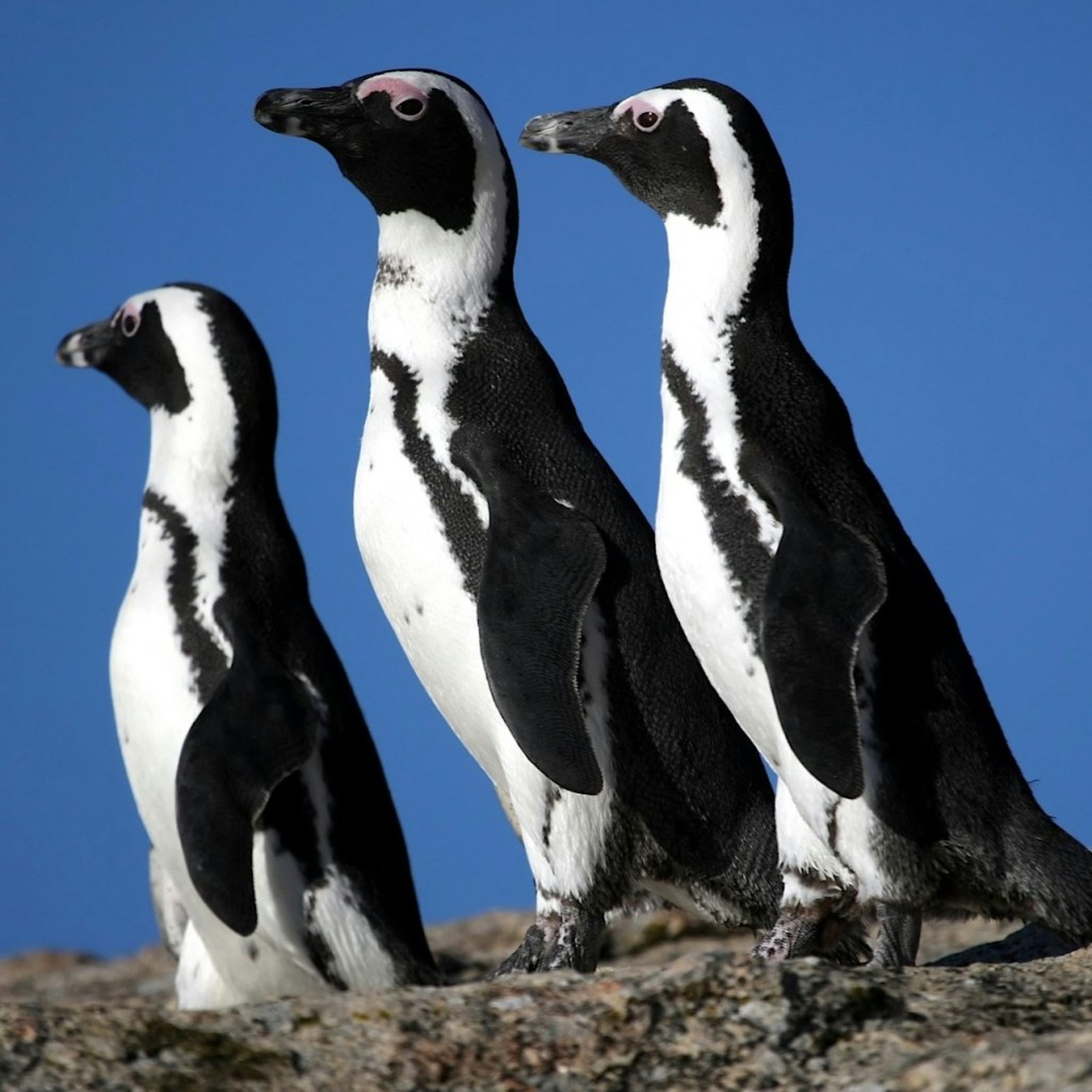Table Mountain e Cape Point: Tour per piccoli gruppi