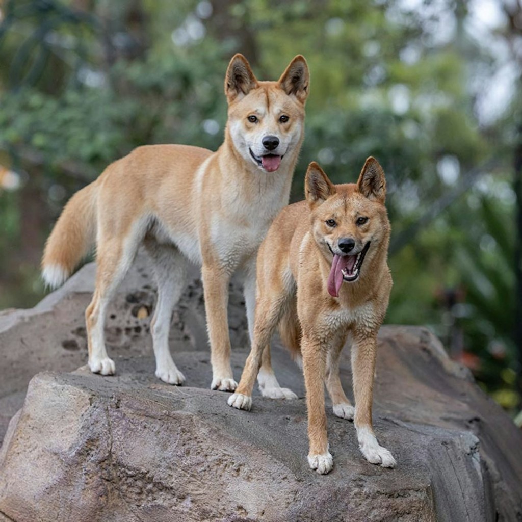 Zoo de Taronga a Sydney: tiquet d'entrada + ferri de tornada i creuer turístic - 24H Sydney Pass