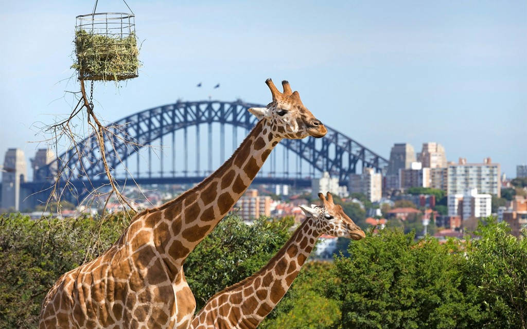 Ticket für den Taronga Zoo (Taronga Zoo Entry Ticket)