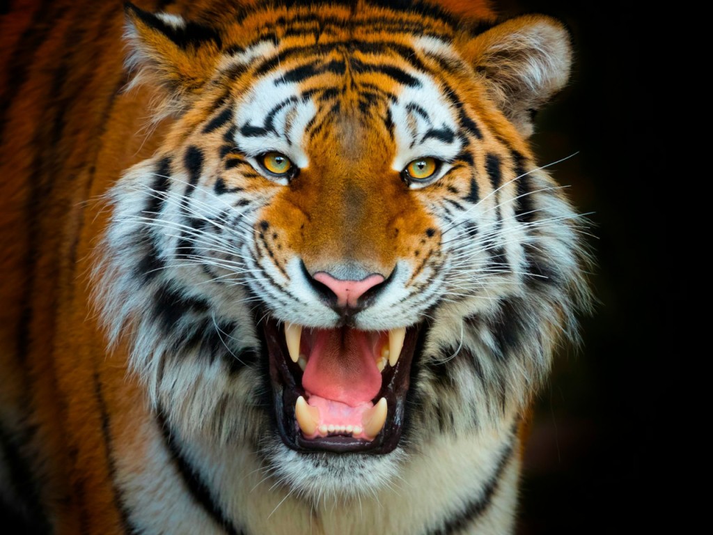 Terra Natura Benidorm: entrada (Paquete familiar (2A + 1N))