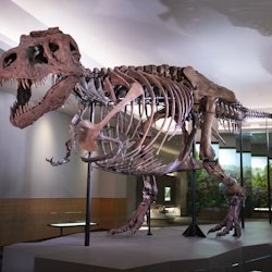 The Field Museum of Natural History: Pass