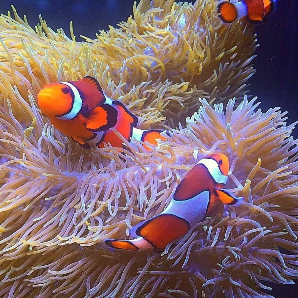 L'Aquàrium de Vancouver: Tiquet d'entrada