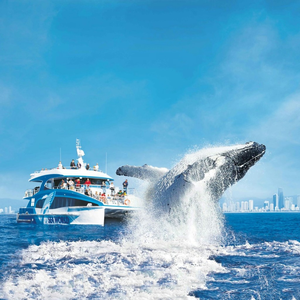 Avvistamento Balene nella Gold Coast