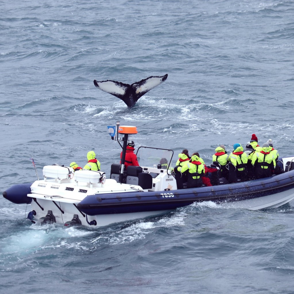 Whale Watching: Whales of Iceland Entry + RIB Boat Tour from Reykjavik