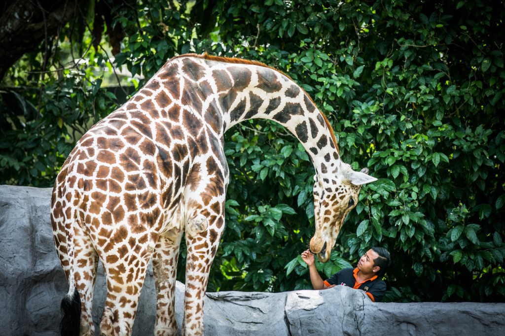 Zoo Negara Malaysia Ticket (Zoo Negara Malaysia Family Bundle (2 Adults + 1 Child) - Admission (Malaysian Citizens))