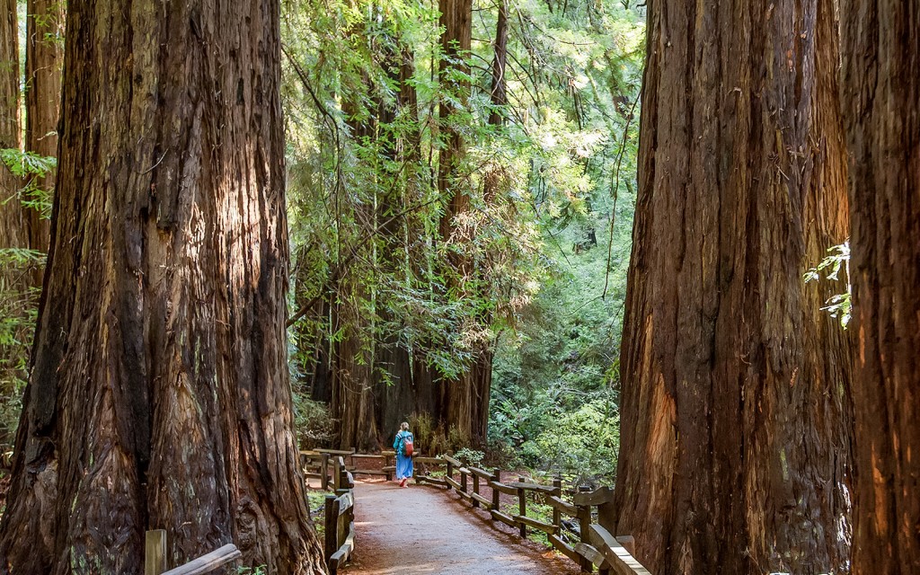 Alcatraz Tour with Muir Woods and Sausalito (Alcatraz Tour with Muir Woods and Sausalito) - 2
