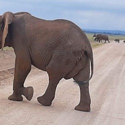 Amboseli National Park: Day Trip from Nairobi - 1