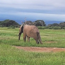Amboseli National Park: Day Trip from Nairobi - 2