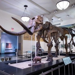 American Museum of Natural History (AMNH): Plus One Ticket - 1