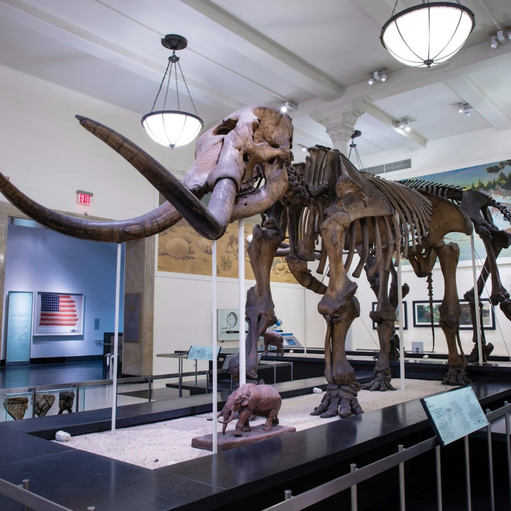 American Museum of Natural History (AMNH): Plus One Ticket - General Admission - 1