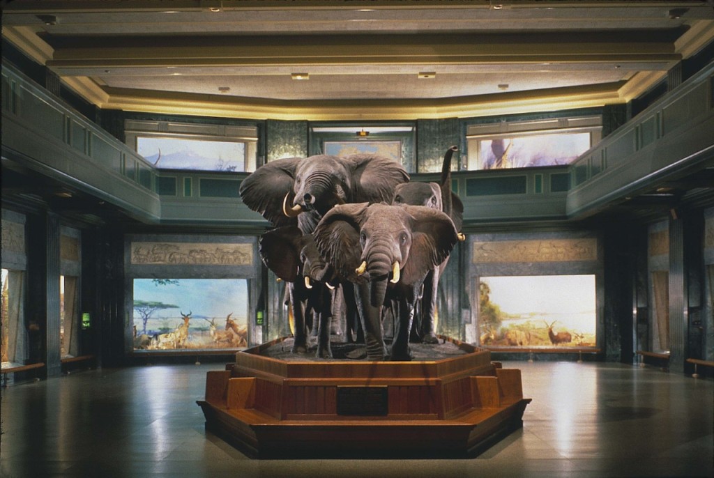 American Museum of Natural History Ticket (General Admission + 1 Exhibition) - 1