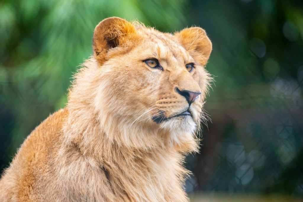 Entrada sin filas para Amnéville Zoo (Pase de 1 día) - 1