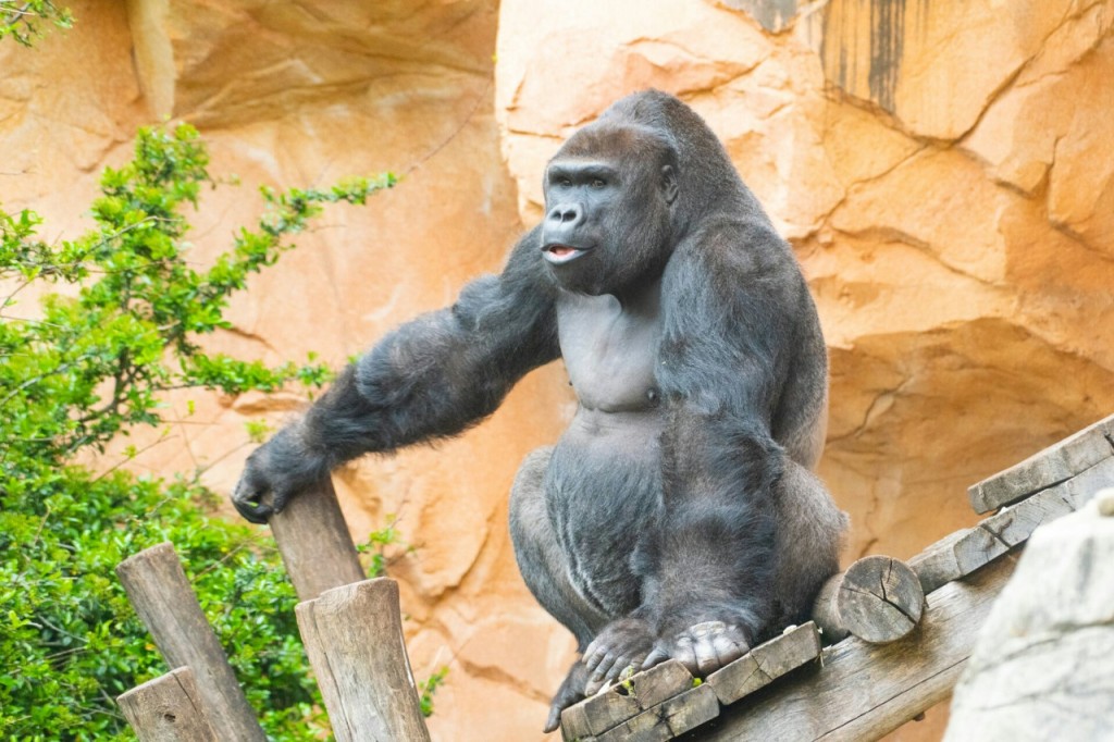 Entrada sin filas para Amnéville Zoo (Pase de 1 día) - 2