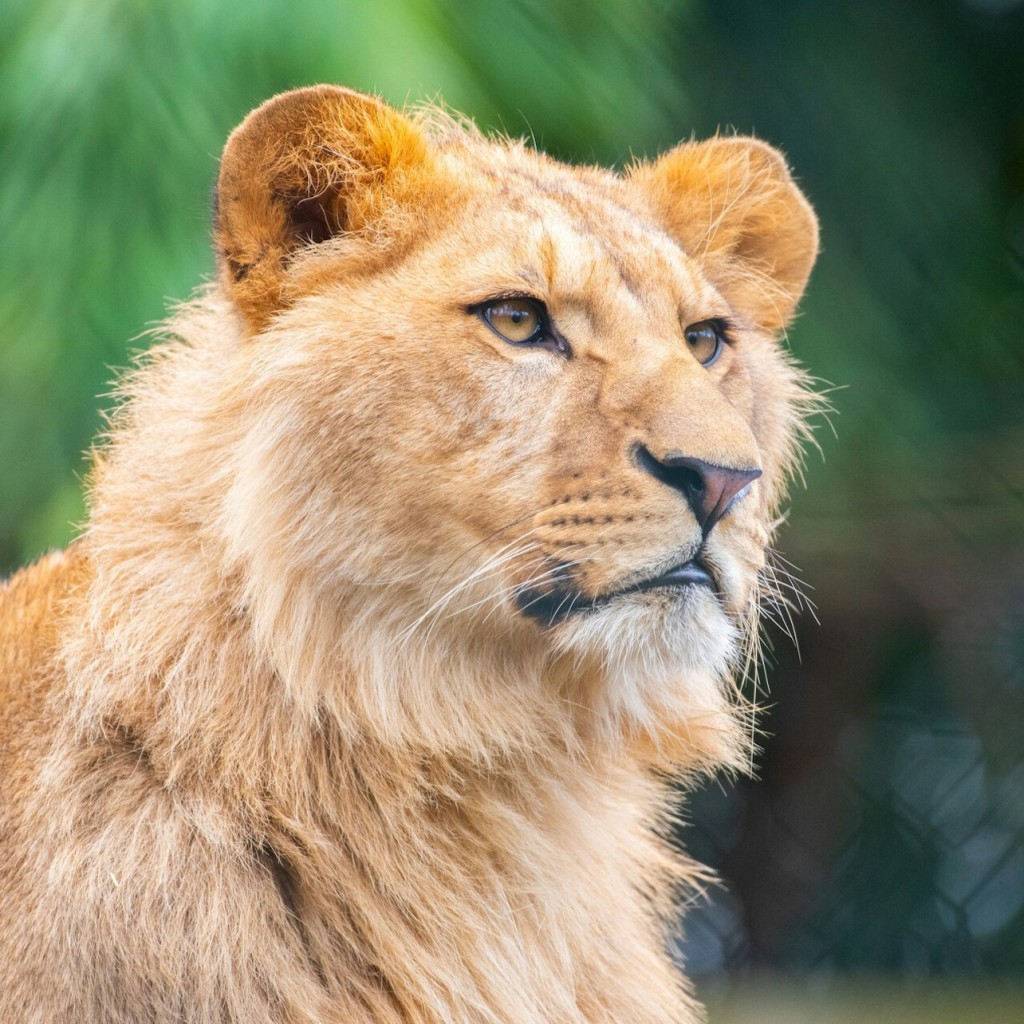 Entrada sin filas para Amnéville Zoo (Pase de 2 días) - 1