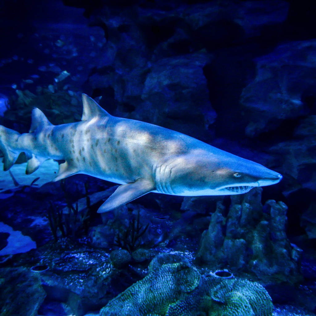 Aquaria KLCC: Entry Ticket - Malaysian Weekend & Public Holidays - 1