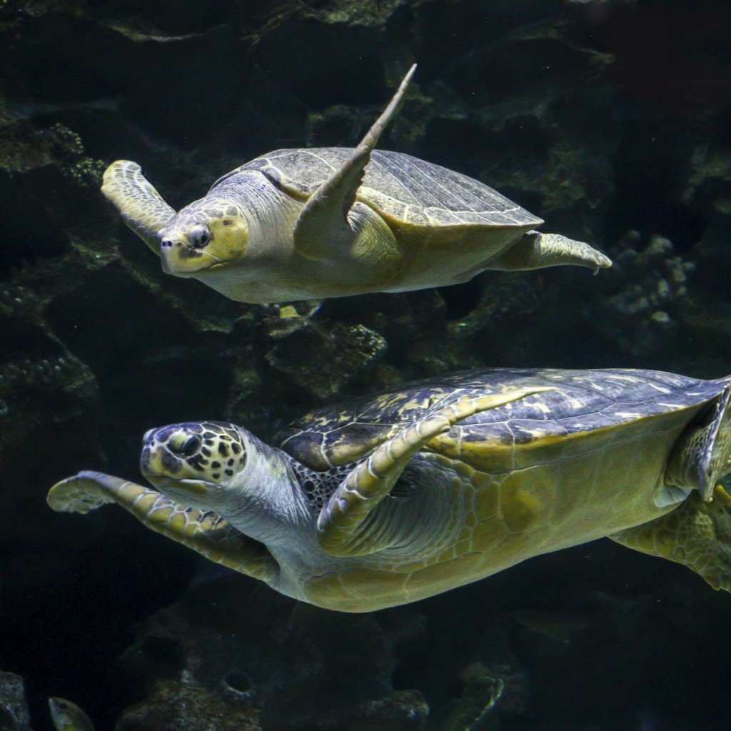 Aquaria KLCC: Entry Ticket - Malaysian Weekend & Public Holidays - 3